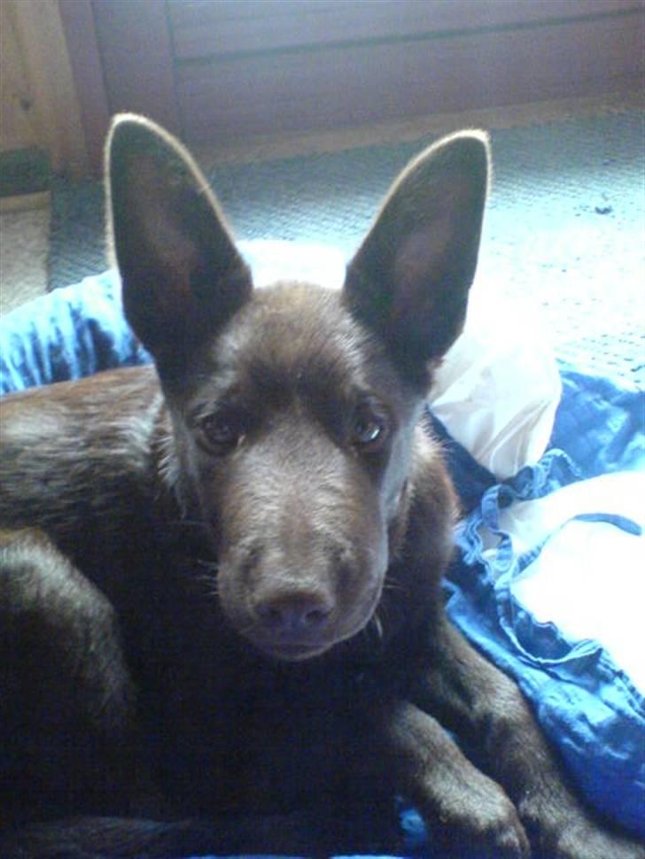 Australsk kelpie Pyrus (russe) Russie ;0) - uha, jeg havde snuden for langt fremme, da vi var i vores sommerhus ved Bjerregård, så en dum hugorm bed mig... mor og far blev mere bange end mig, så jeg måtte en tur til dyrlæge, og det gjorde mere ondt for han stak mig, øv øv  billede 3