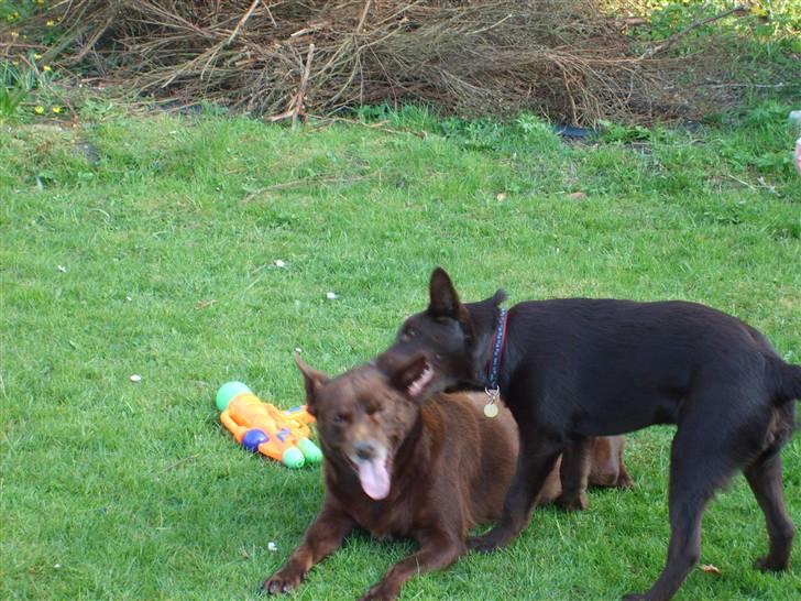 Australsk kelpie Pyrus (russe) Russie ;0) - her prøvede jeg at få Thilo til at lege med mig, men han var træt også at mig og mine spilopper billede 4