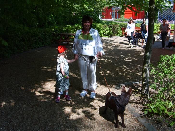 Australsk kelpie Pyrus (russe) Russie ;0) - hallo her, jeg representerer lige min race i tivoli "Friheden" der var mange hunde jeg kunne hygge med samt min menneskesøsters datter Anna-Eline rigtig dejlig dag billede 5