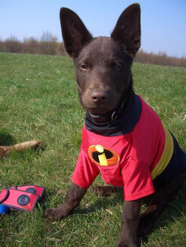 Australsk kelpie Pyrus (russe) Russie ;0) - hvor skørt, men anden menneske søster, som ejer min bedste kammerat Spot, som er en Border collie syntes lige jeg skulle ha bluse på..´Det skørt billede 6