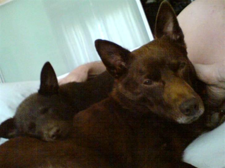 Australsk kelpie Pyrus (russe) Russie ;0) - her er jeg næsten lige kommet i mit nye hjem, og Thilo og jeg blev hurtig gode venner, så ham måtte jeg putte mig ved når jeg savnede min hundefamilie billede 7