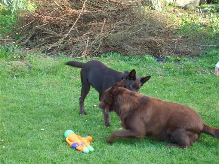 Australsk kelpie Pyrus (russe) Russie ;0) - Thilo let nu måsen og leg med mig ellers driller jeg dig, tihi, jeg er en rigtig drillepind, men han syntes det ok, og ender op med at lege med mig. billede 8