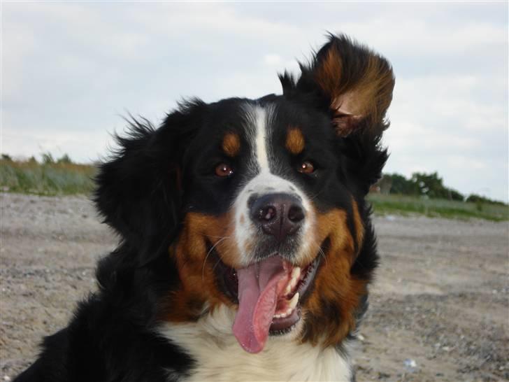 Berner sennenhund Chili - Det blæser temlig meget på stranden billede 17