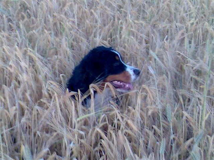 Berner sennenhund Chili - her kan jeg lige gemme mig billede 18