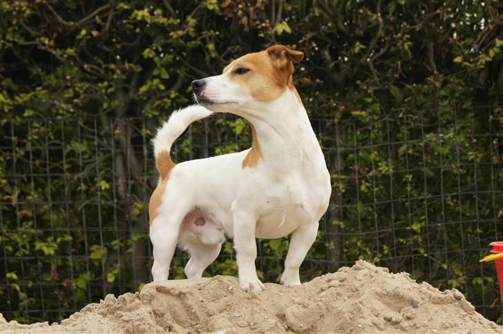 Jack russell terrier Diesel - 2010 billede 10