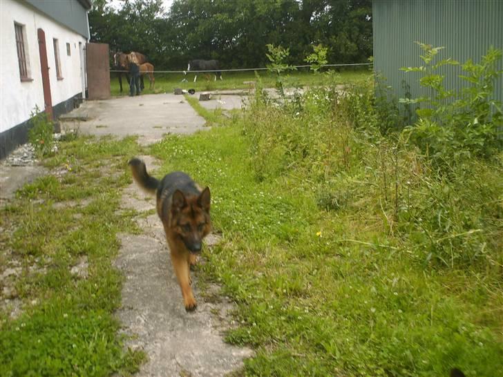 Schæferhund lillebo champ  R.I.P - jaja, kommer nu d:  billede 13