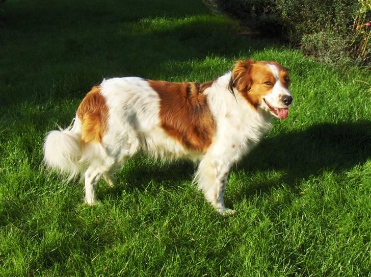 Kooikerhondje Xana  - Xana sommeren 2006 billede 1