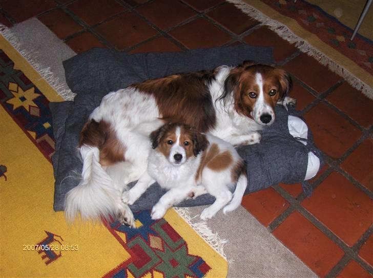 Kooikerhondje Xana  - Så er alle hvalpene rejst hjemmefra undtagen Smilla her med Xana 2 måneder og 9 dage gammel billede 2