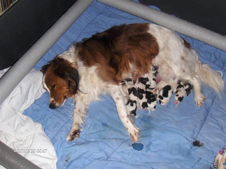 Kooikerhondje Xana  - Xana med sine hvalpe dagen efter fødslen, 9 overlevede ud af 11 billede 3