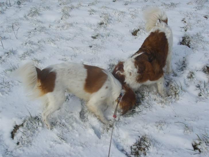 Kooikerhondje Xana  - Xana elsker sne  billede 4