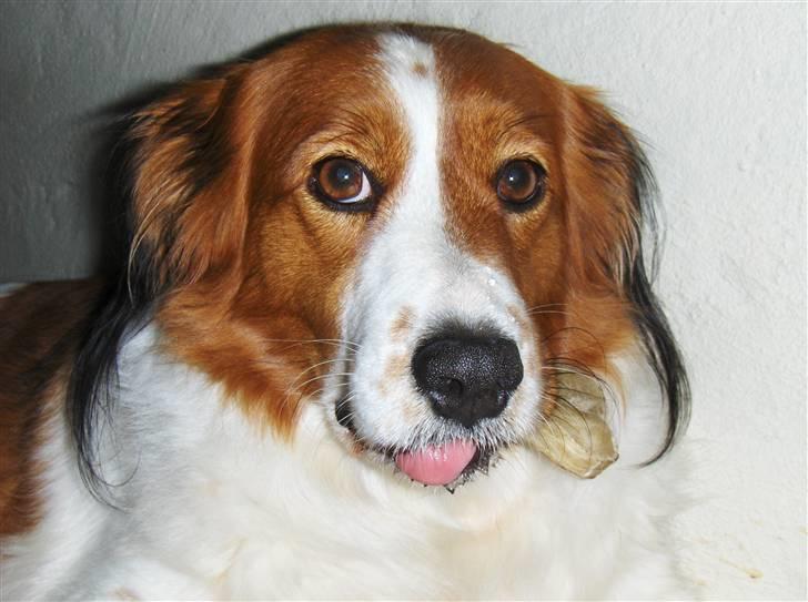 Kooikerhondje Xana  - Et gode ben er ikke det dårligste, selv om man ikke ser så klog ud med det i munden billede 5