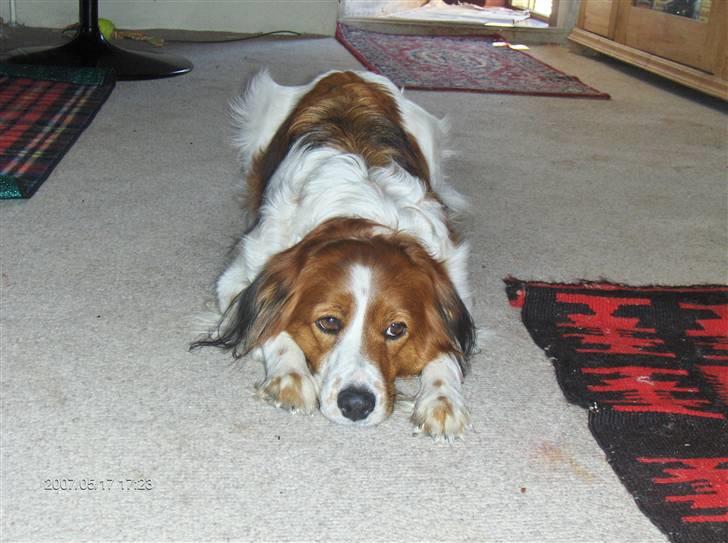 Kooikerhondje Xana  billede 6