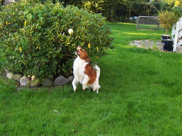 Kooikerhondje Xana  - Xana vil gerne lege med bold i haven, men alt med måde. billede 7