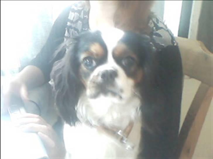 Cavalier king charles spaniel lady<33 - fotogen:-Z  billede 1