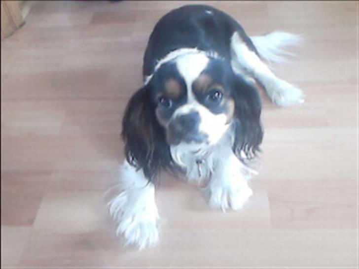 Cavalier king charles spaniel lady<33 - der ligger jeg da godt:-) billede 2