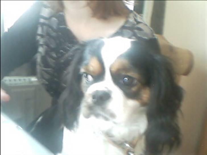 Cavalier king charles spaniel lady<33 - den sol er godt nok stærk:-s billede 3