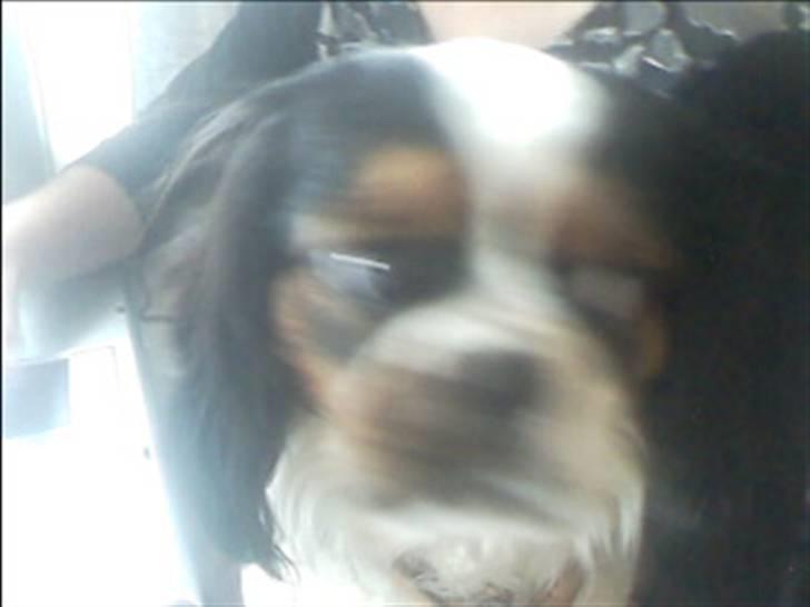 Cavalier king charles spaniel lady<33 - ajj moar jeg gider altså ikk side stille:-D billede 4