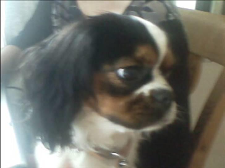 Cavalier king charles spaniel lady<33 - ja ja jeg ved godt at jeg er lækker=P billede 5