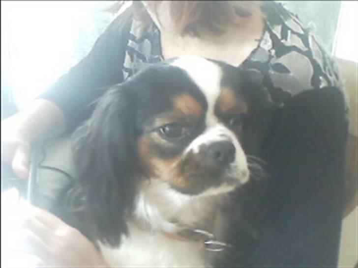 Cavalier king charles spaniel lady<33 - hej hej billede 6