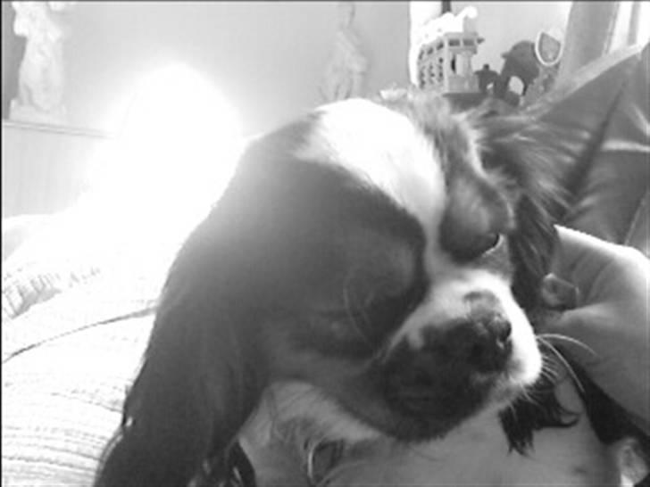 Cavalier king charles spaniel lady<33 - har lig vært ude og gå en lang tur:-o billede 7