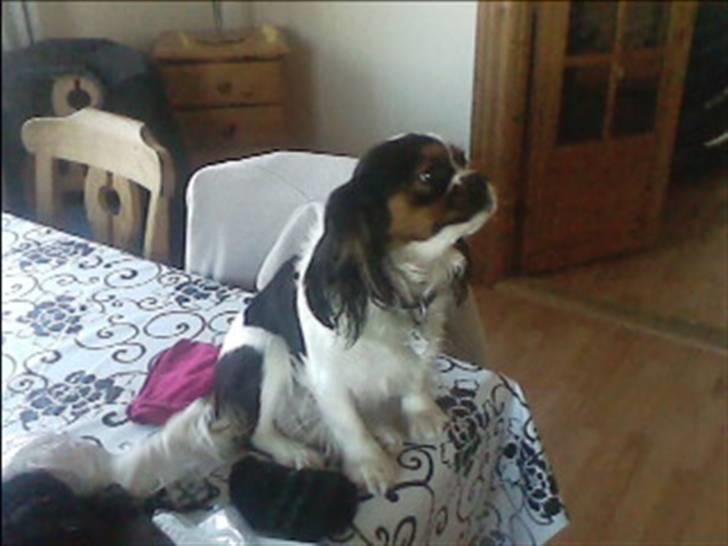 Cavalier king charles spaniel lady<33 - ups jeg må vist ik side der=S billede 8
