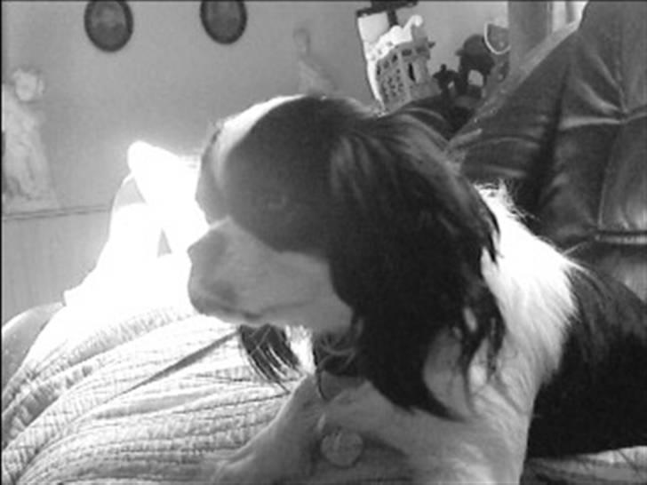 Cavalier king charles spaniel lady<33 - argg er lig vågnet:-o billede 9