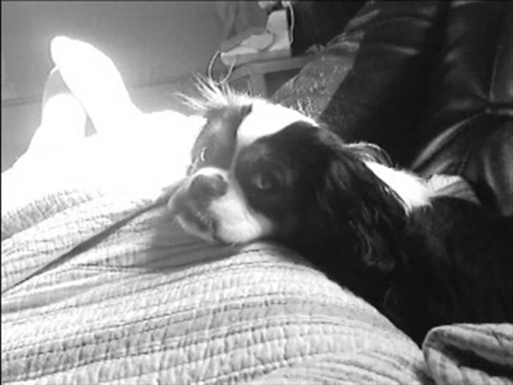 Cavalier king charles spaniel lady<33 - hvor er jeg træt=0 billede 10