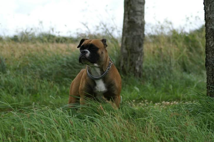 Olde english bulldogge Kenya billede 18