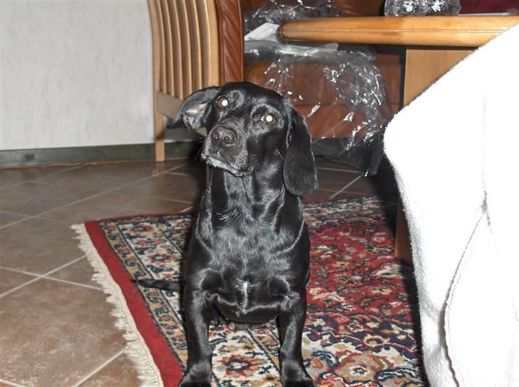 Blanding af racer Molly RIP billede 1