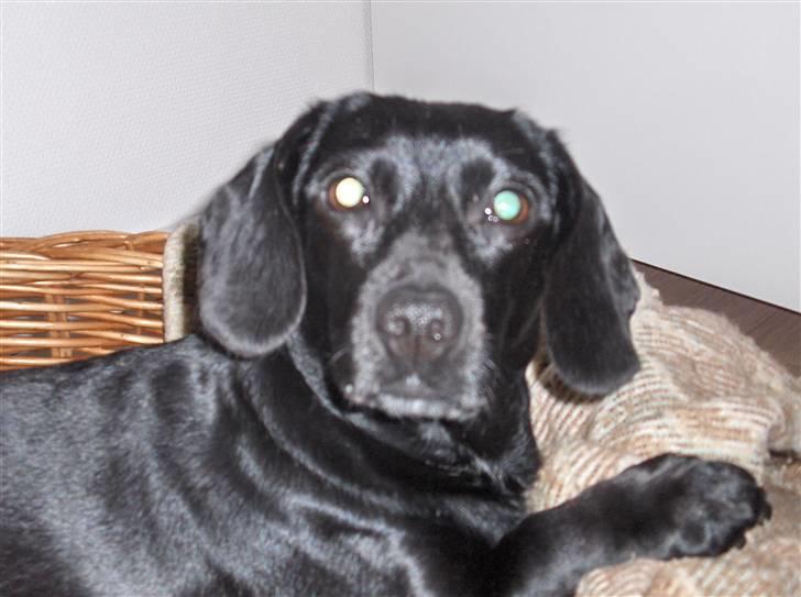 Blanding af racer Molly RIP billede 2