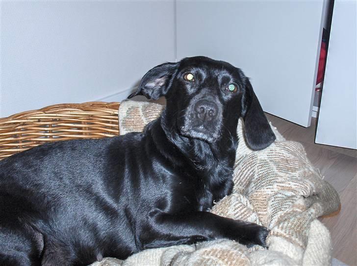 Blanding af racer Molly RIP billede 3