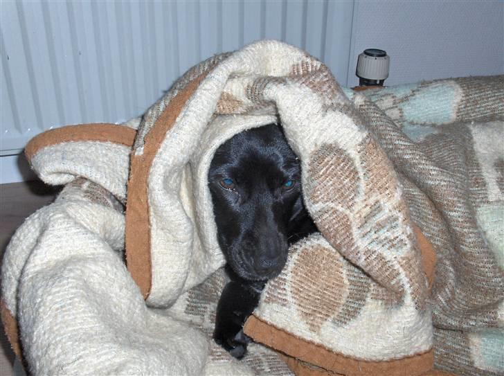 Blanding af racer Molly RIP - man har også lov til at være lidt træt en gang imellem !!! <3<3 billede 4