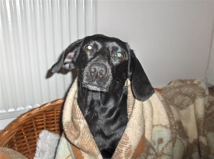 Blanding af racer Molly RIP billede 5