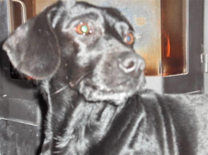 Blanding af racer Molly RIP billede 6