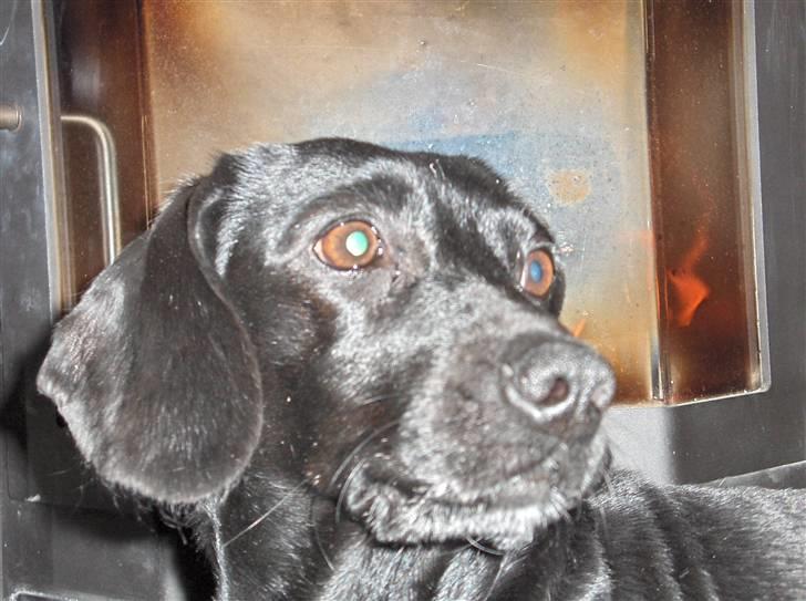 Blanding af racer Molly RIP billede 7