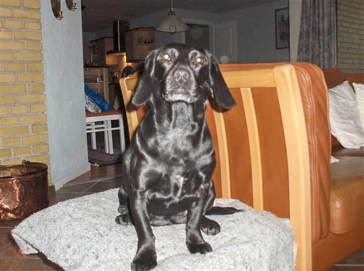 Blanding af racer Molly RIP billede 8