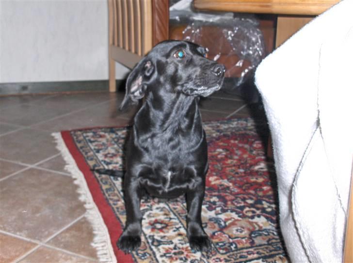 Blanding af racer Molly RIP billede 9