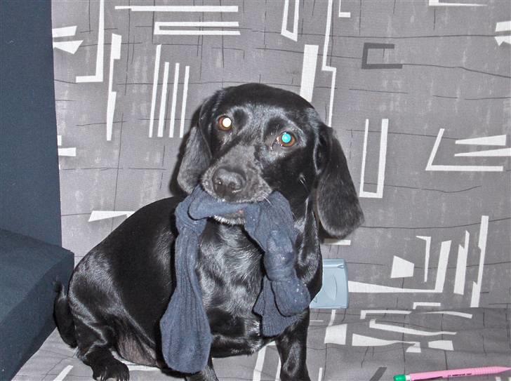 Blanding af racer Molly RIP billede 10