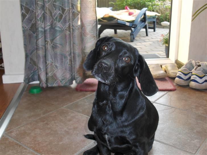 Blanding af racer Molly RIP billede 11