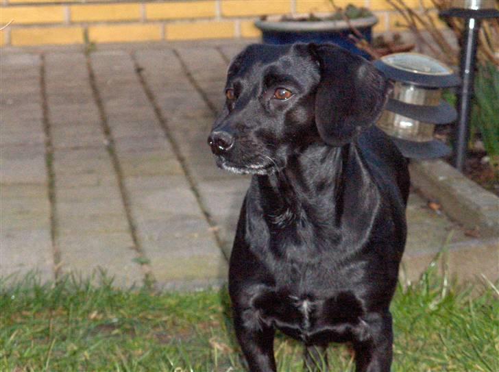 Blanding af racer Molly RIP - er hun ikke fin :) billede 12