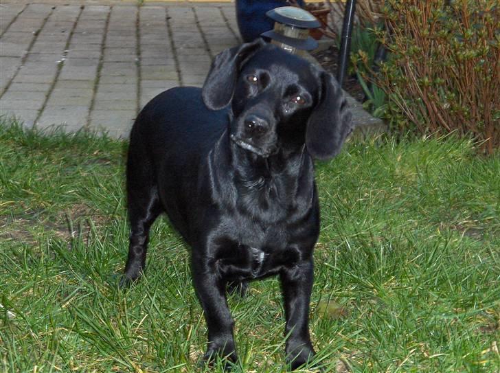 Blanding af racer Molly RIP billede 13