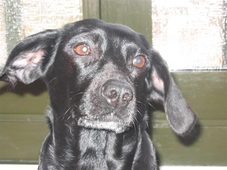 Blanding af racer Molly RIP billede 14