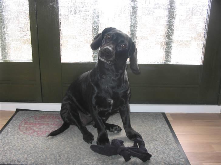 Blanding af racer Molly RIP billede 15