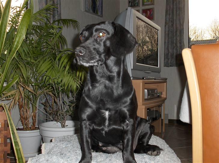 Blanding af racer Molly RIP - sidder på hendes skammel......... :) billede 16