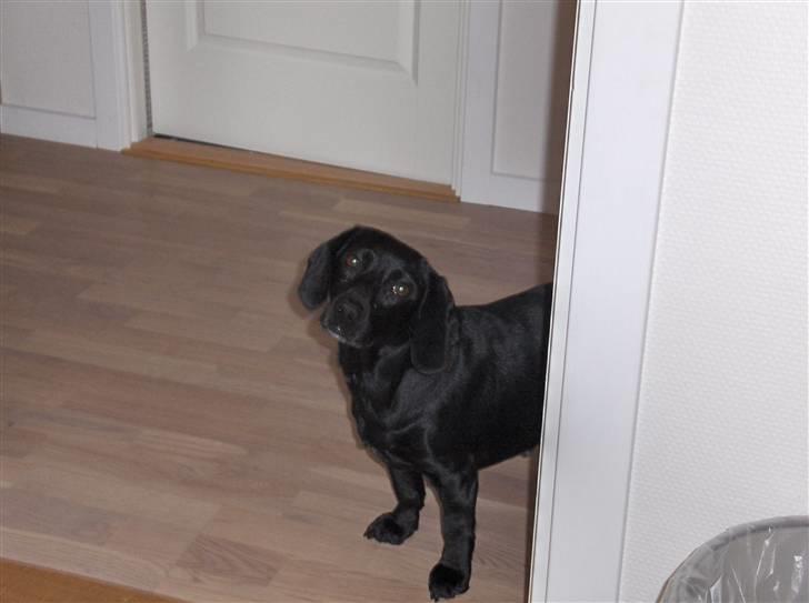 Blanding af racer Molly RIP billede 17