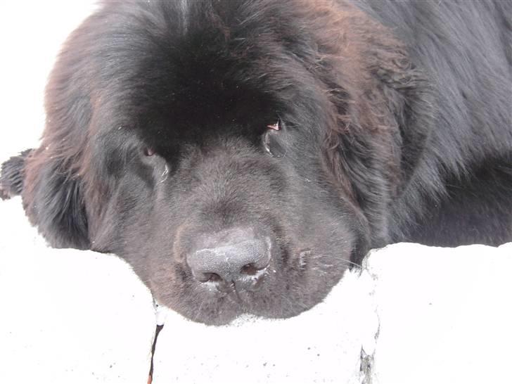 Newfoundlænder Buffas - Jeg er træt  billede 13