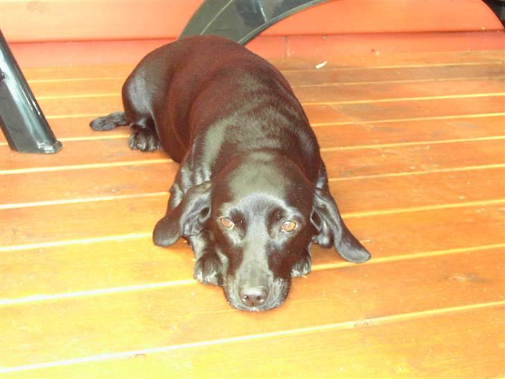 Blanding af racer Molly RIP - nåår baby <3<3<3 billede 18