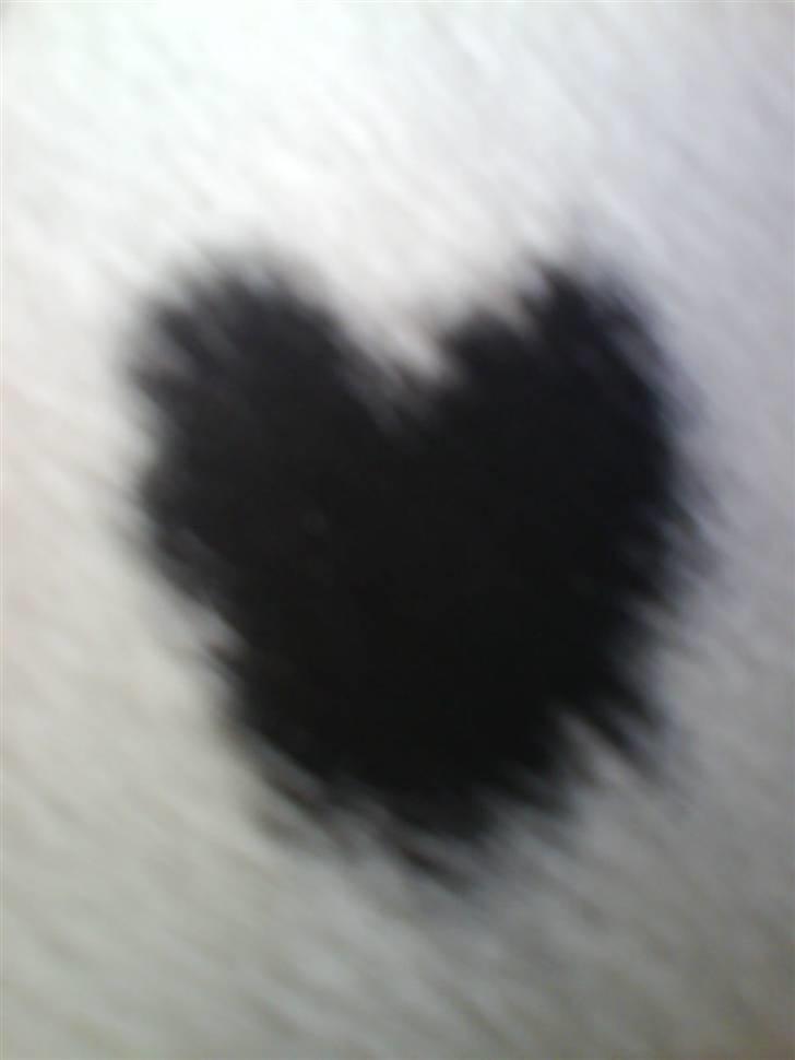 Dalmatiner Oskar - Oskars plet. billede 7