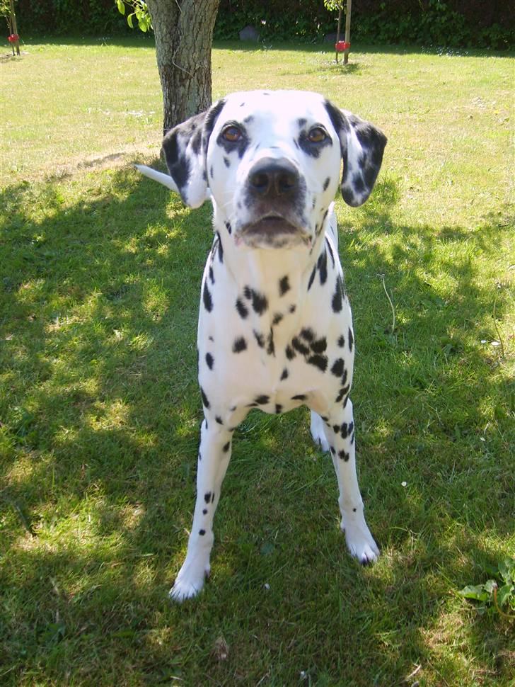 Dalmatiner Oskar billede 8