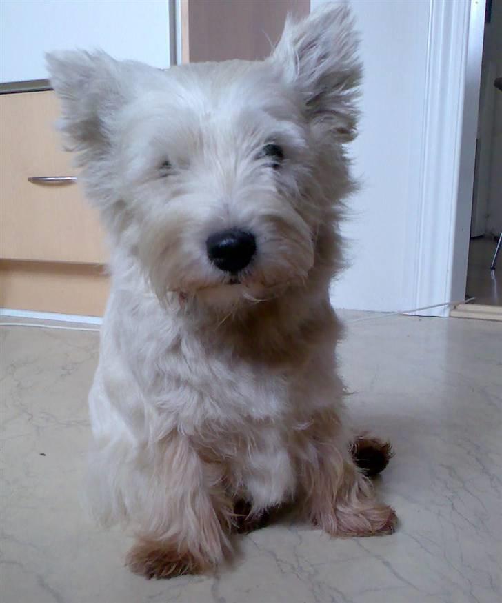 West highland white terrier Sally billede 12